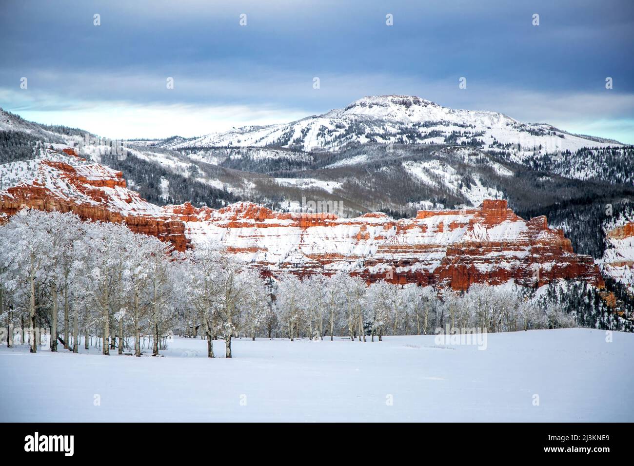 Snow covers the mountains and an aspen forest; Cedar City, Utah, United