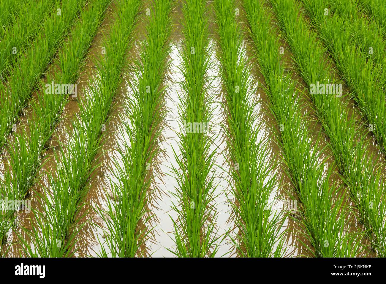 Detail of young rice in paddy field; Sichuan, China Stock Photo