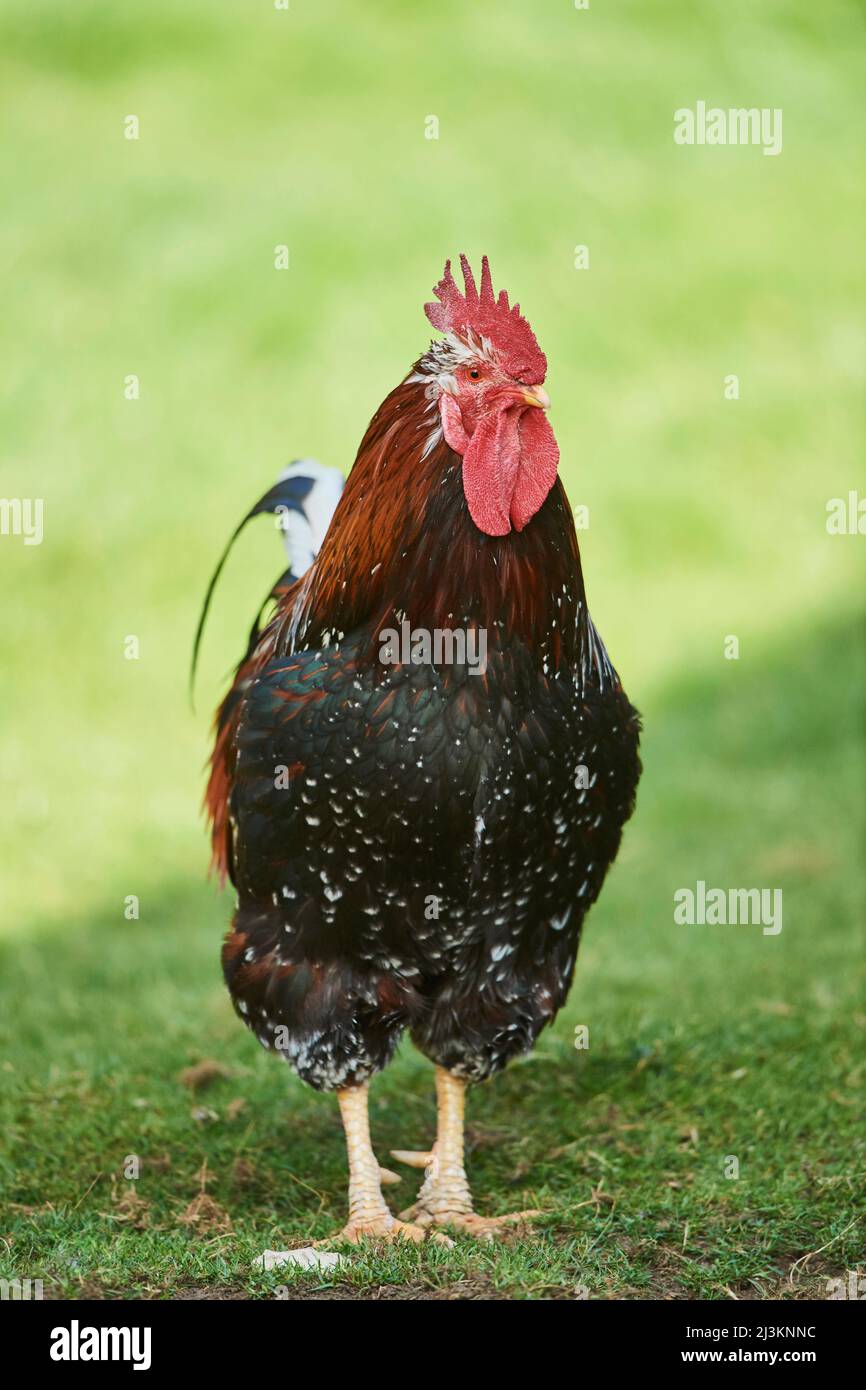 Portrait of a chicken (Gallus gallus domesticus), rooster, on a meadow; Upper Palatinate, Bavaria, Germany Stock Photo