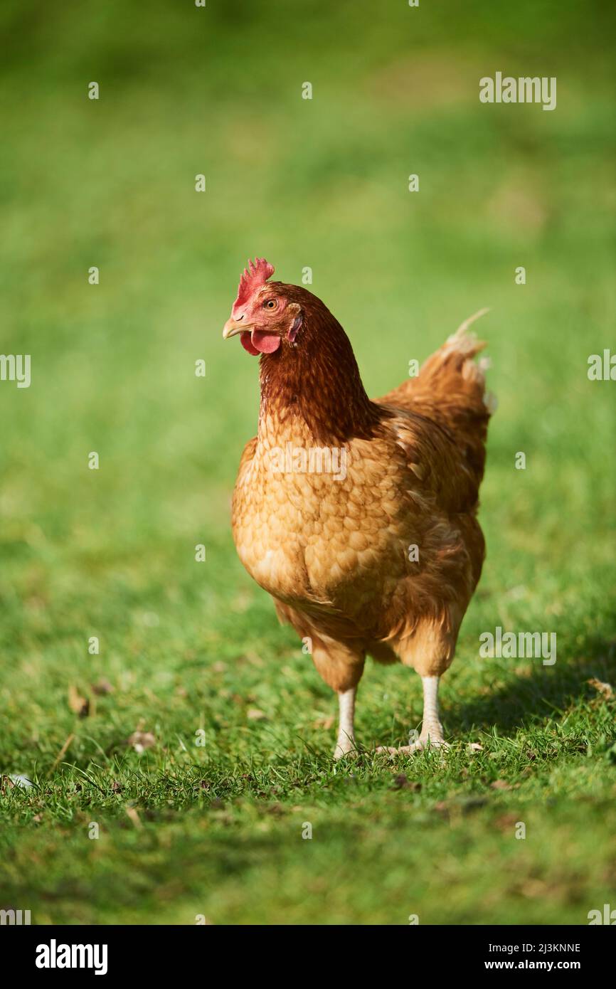 Portrait of a chicken (Gallus gallus domesticus), hen standing on a meadow; Upper Palatinate, Bavaria, Germany Stock Photo