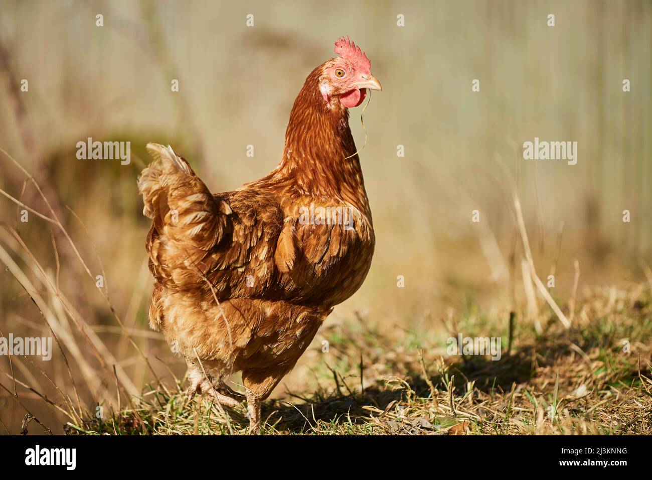 Portrait of a chicken (Gallus gallus domesticus), hen standing in a field; Upper Palatinate, Bavaria, Germany Stock Photo