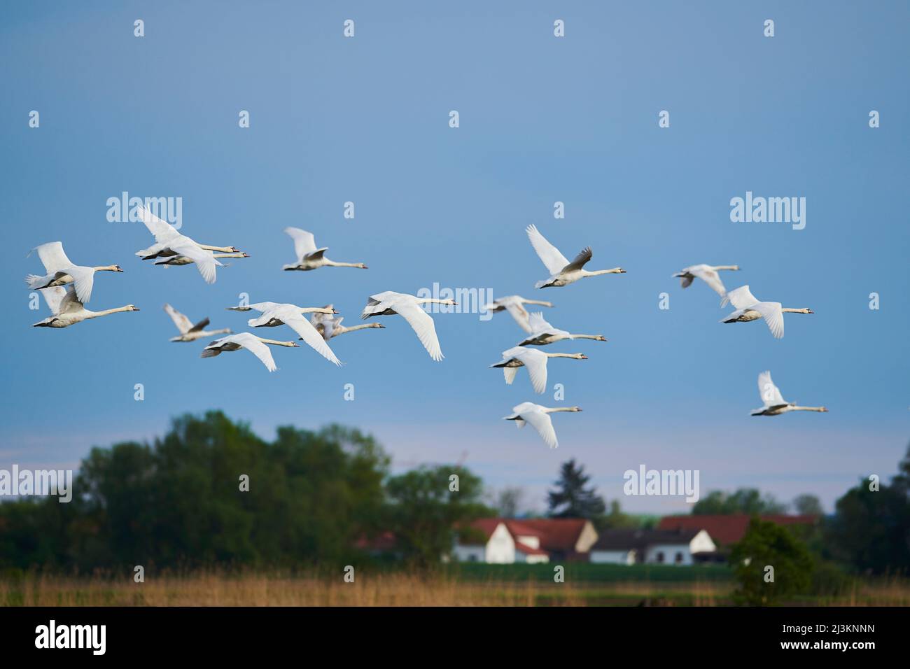 Mute swans (Cygnus olor) flying over rural area; Bavarian Forest, Bavaria, Germany Stock Photo