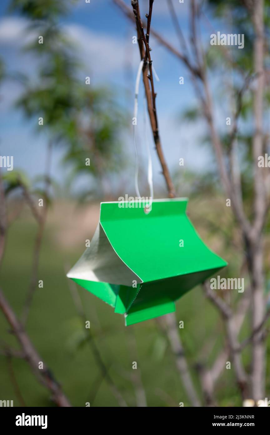 Fruit tree moth sticky trap with pheromone lure to monitor insect adult infestations Stock Photo