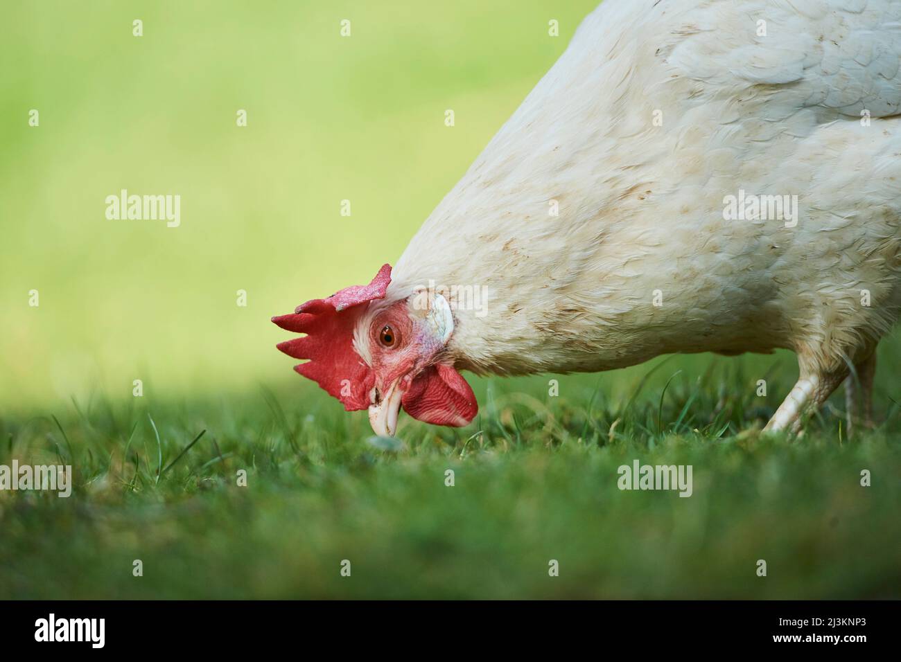Portrait of a chicken (Gallus gallus domesticus), hen, feeding on a meadow; Upper Palatinate, Bavaria, Germany Stock Photo