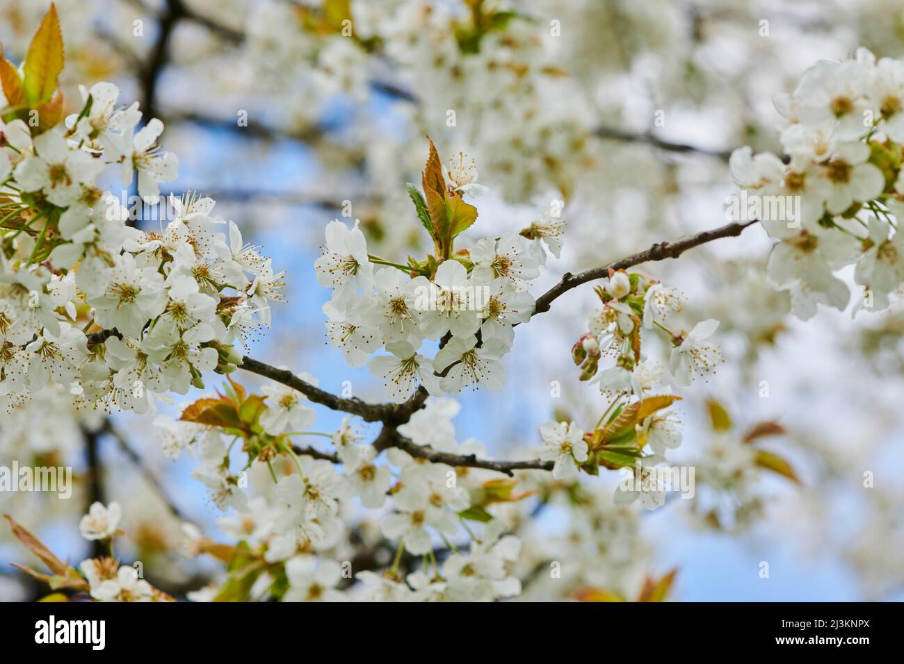 Close-up of delicate flower blossoms of the sour cherry tree (Prunus cerasus) in spring; Bavaria, Germany Stock Photo