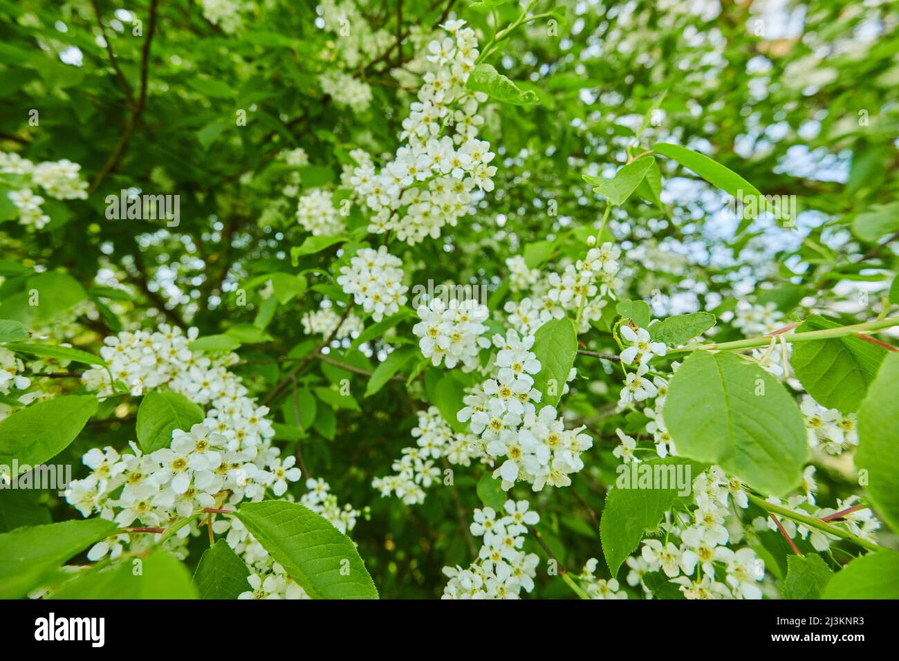 Close-up of flower blossoms and leaves of the bird cherry tree (Prunus padus); Bavaria, Germany Stock Photo