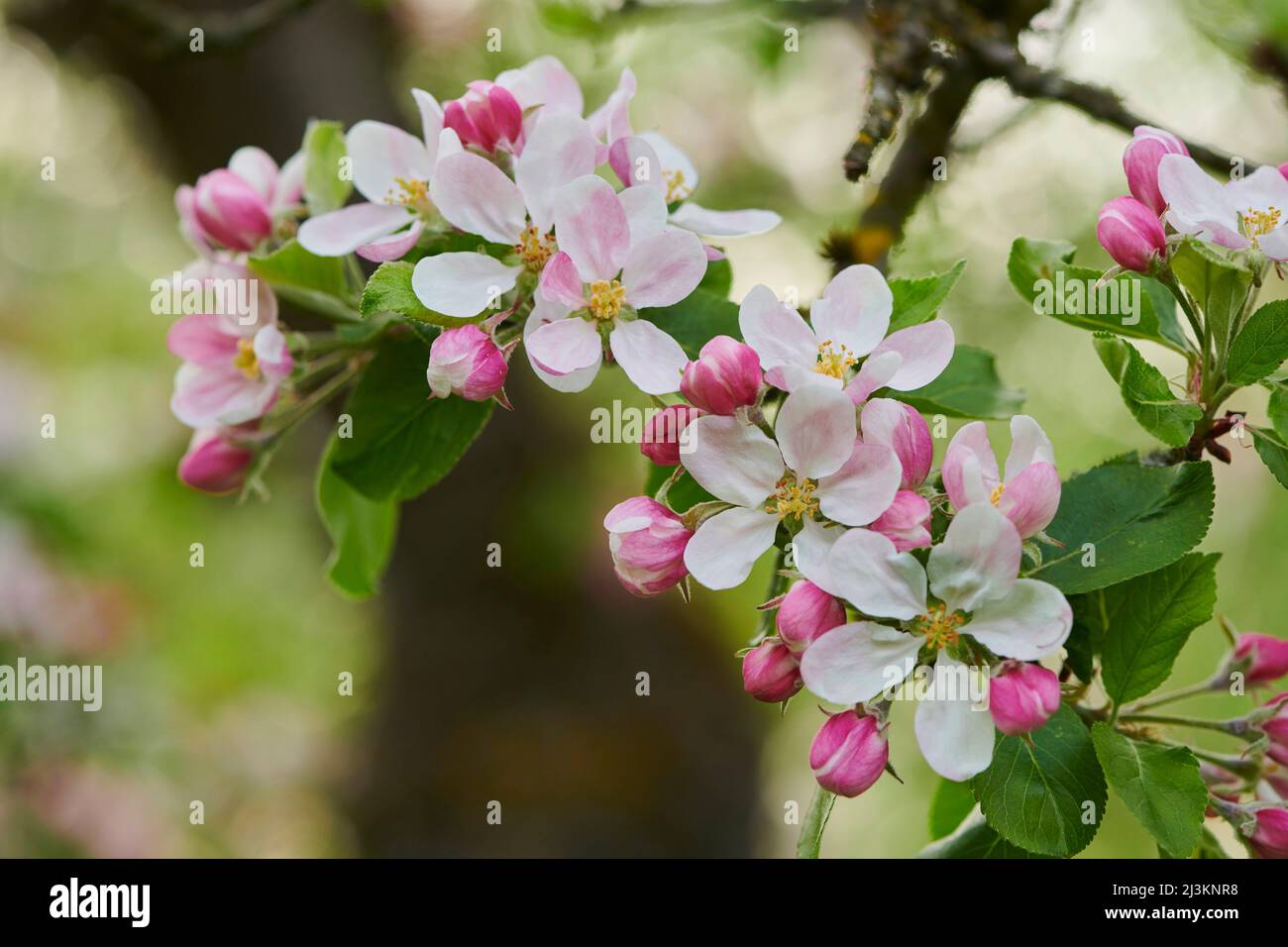 Close-up of delicate flower blossoms and leaves on a domestic apple tree (Malus domestica) branch in spring; Bavarian Forest, Bavaria, Germany Stock Photo