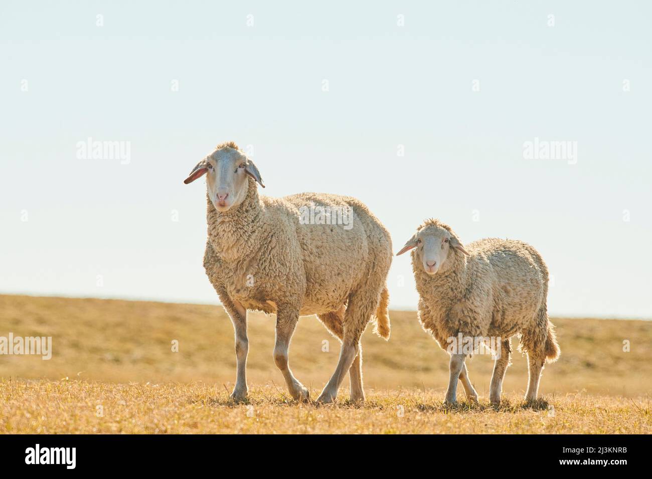 Portrait of a ewe and juvenile sheep (Ovis aries) walking on a meadow; Upper Palatinate, Bavaria, Germany Stock Photo