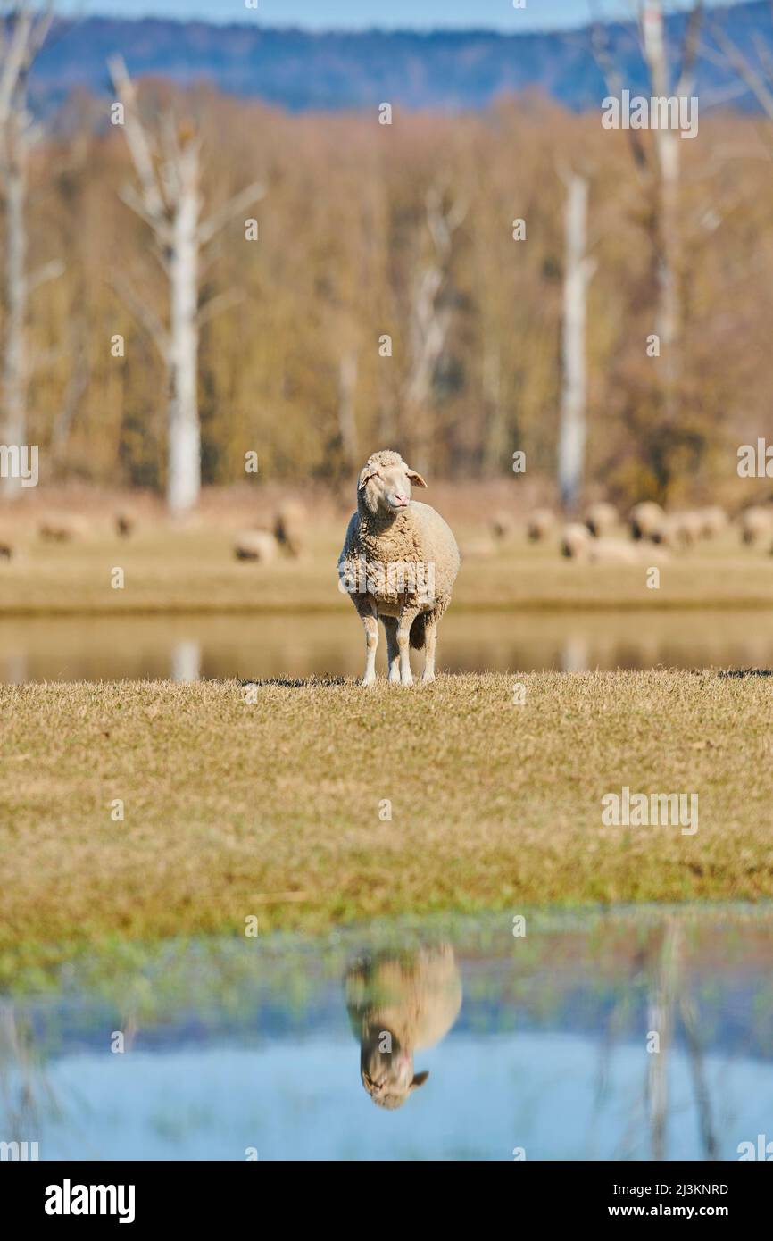 Portrait of a sheep (Ovis aries) standing on a meadow with water puddles; Upper Palatinate, Bavaria, Germany Stock Photo