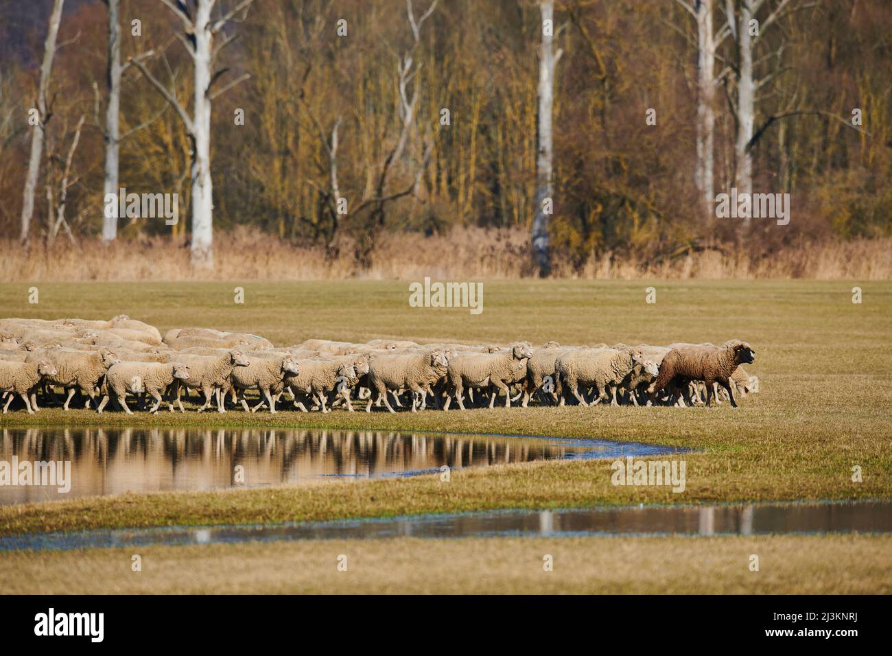 A brown sheep (Ovis aries) leading the flock walking on a meadow with water puddles; Upper Palatinate, Bavaria, Germany Stock Photo