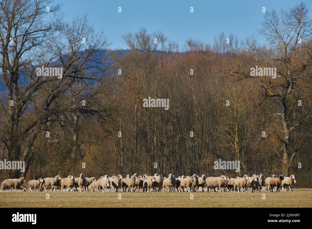 Flock of sheep (Ovis aries) walking on a meadow together aware of the camera; Upper Palatinate, Bavaria, Germany Stock Photo