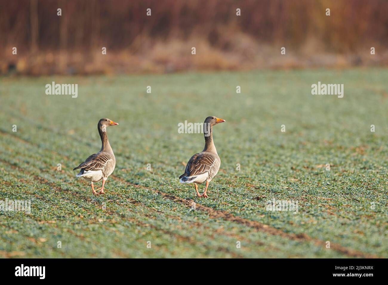 View taken from behind of two greylag geese (Anser anser) standing on a grassy field; Bavaria, Germany Stock Photo