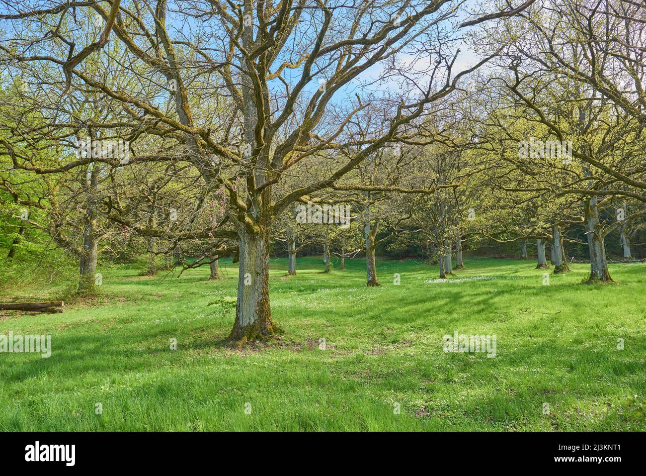 Common oak, pedunculate oak or European (Quercus robur) oak trees on a meadow; Bavaria, Germany Stock Photo