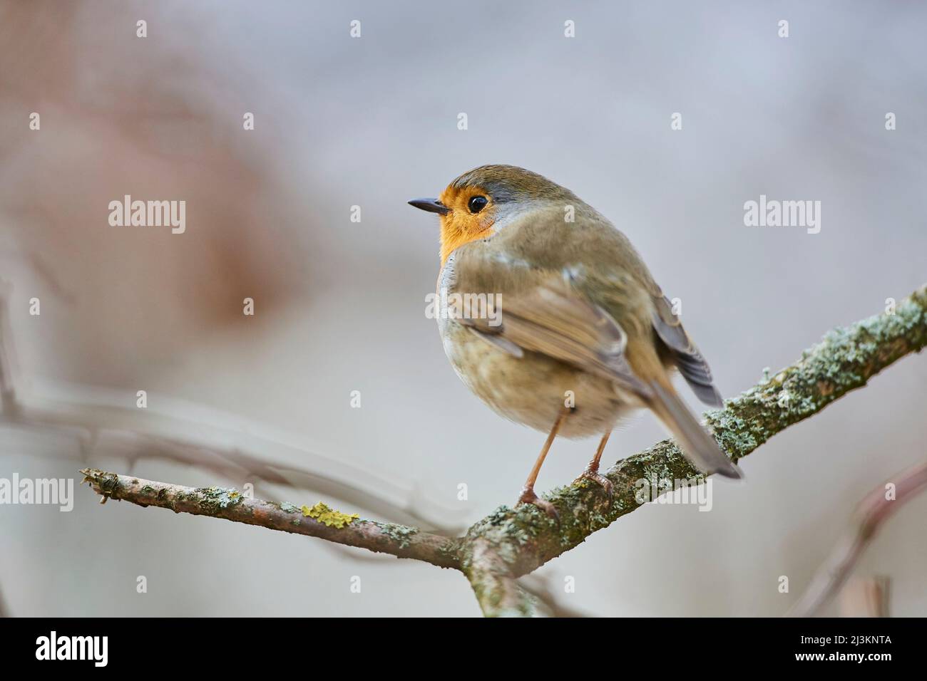European robin (Erithacus rubecula) perched on a branch; Bavaria, Germany Stock Photo