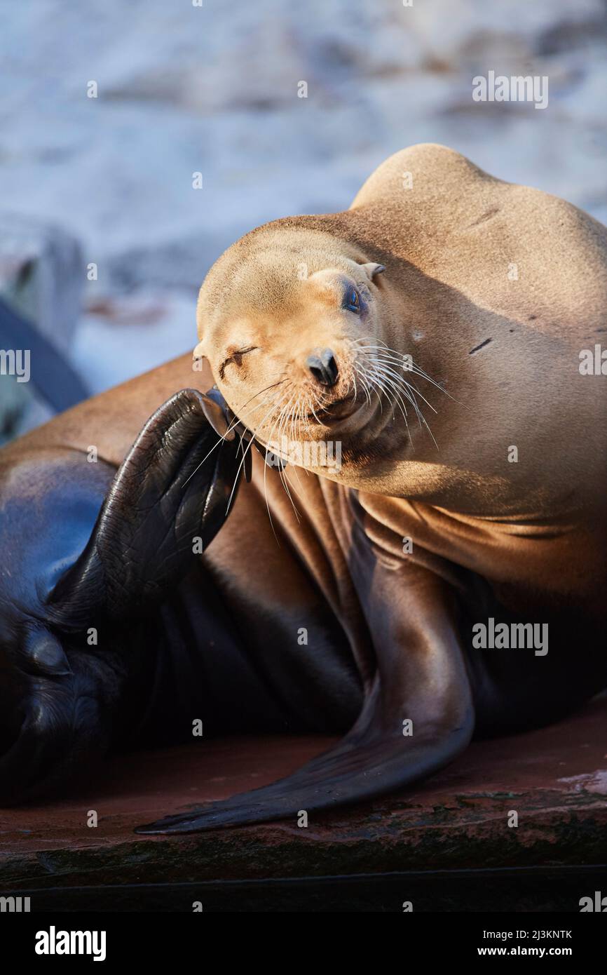 California sea lion (Zalophus californianus), captive; Germany Stock Photo