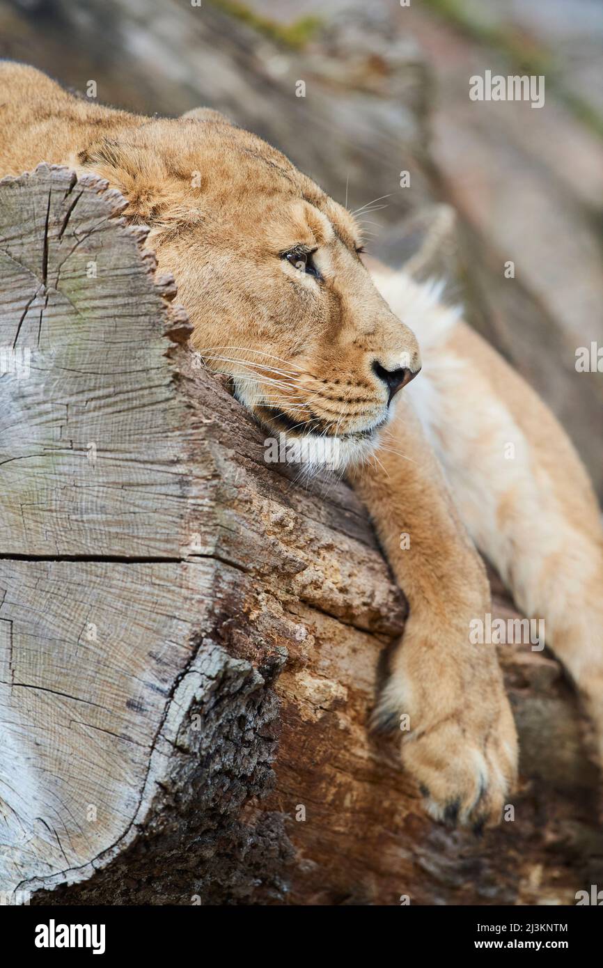 Asiatic lioness (Panthera leo leo), or Indian Lioness, resting on a log; Germany Stock Photo