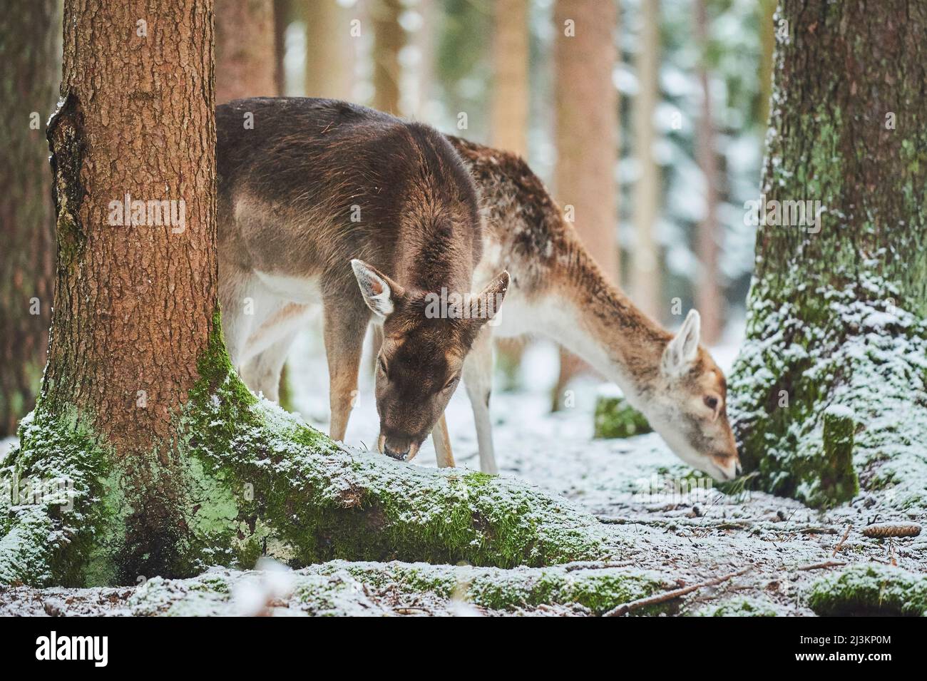 Fallow deer (Dama dama) in a snowy forest, captive; Bavaria, Germany Stock Photo