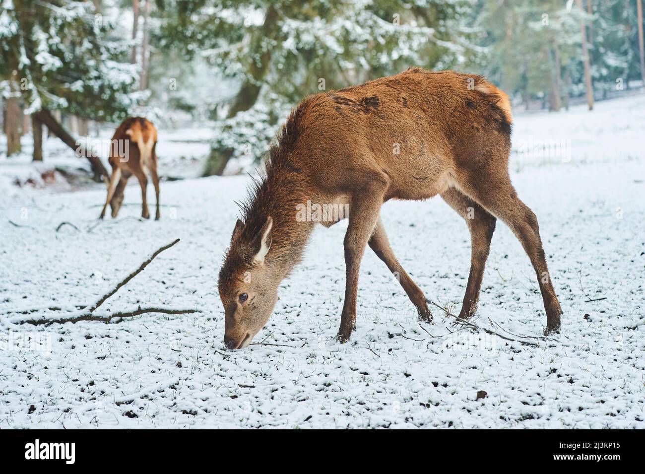 Red deer (Cervus elaphus) on a snowy meadow, captive; Bavaria, Germany Stock Photo