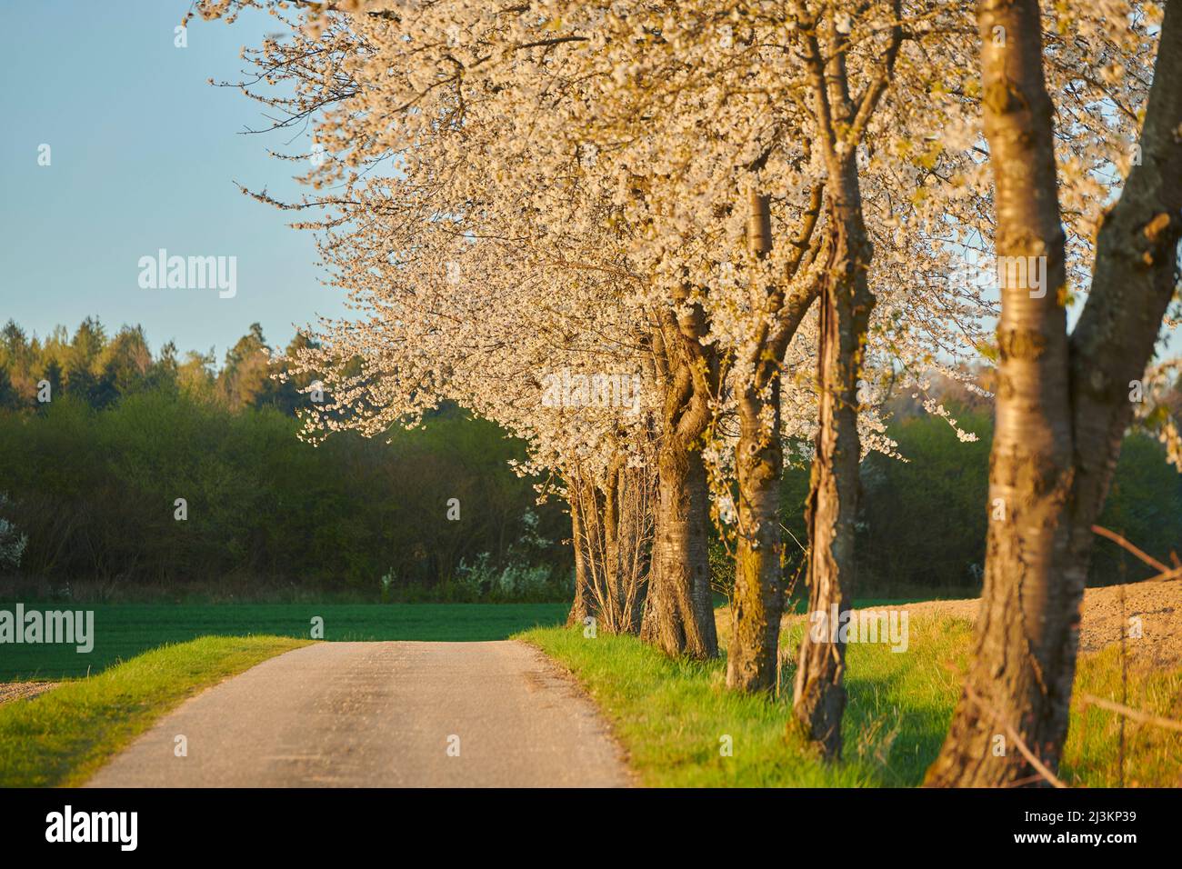 Sour cherry, tart cherry, or dwarf cherry (Prunus cerasus) trees