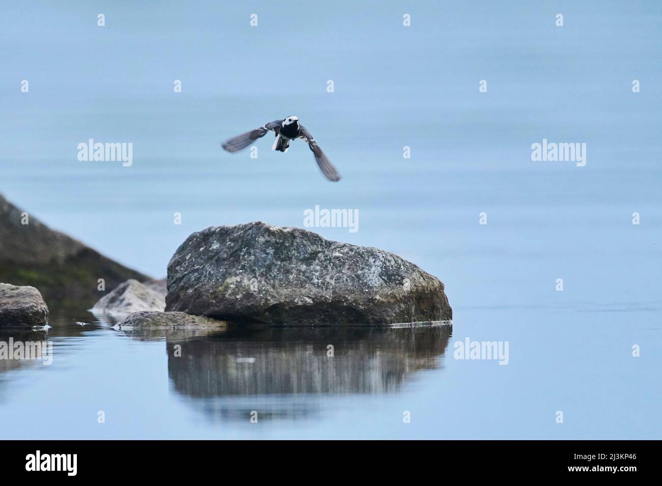 White wagtail (Motacilla alba) flying from a rock in the Danubia River; Bavaria, Germany Stock Photo