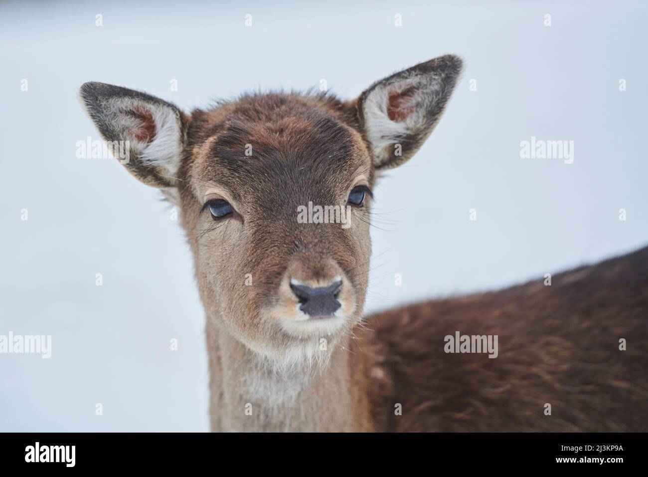 Fallow deer doe (Dama dama) portrait, captive; Bavaria, Germany Stock Photo