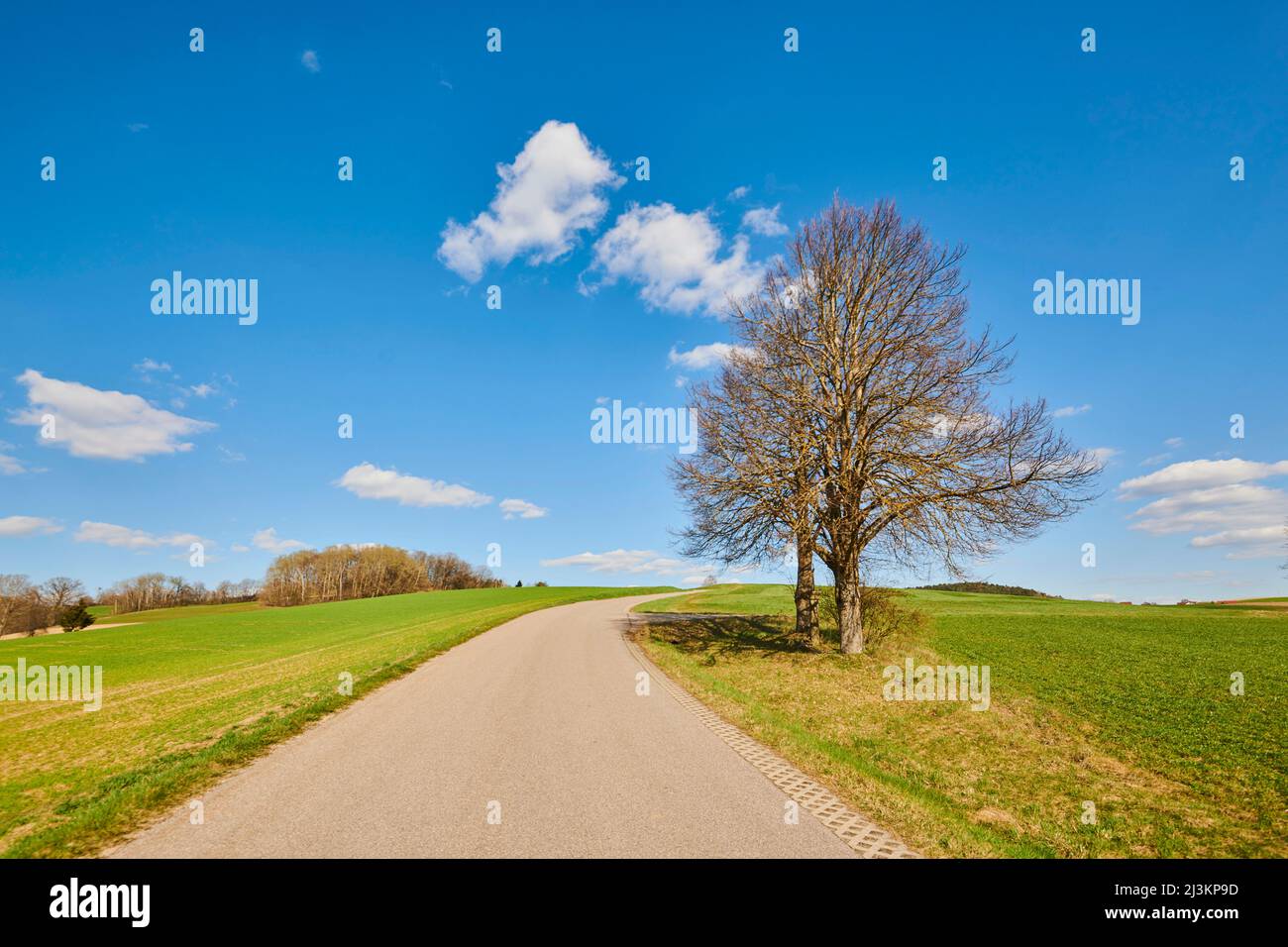 Silver linden or silver lime (Tilia tomentosa) beside a country road; Bavaria, Germany Stock Photo