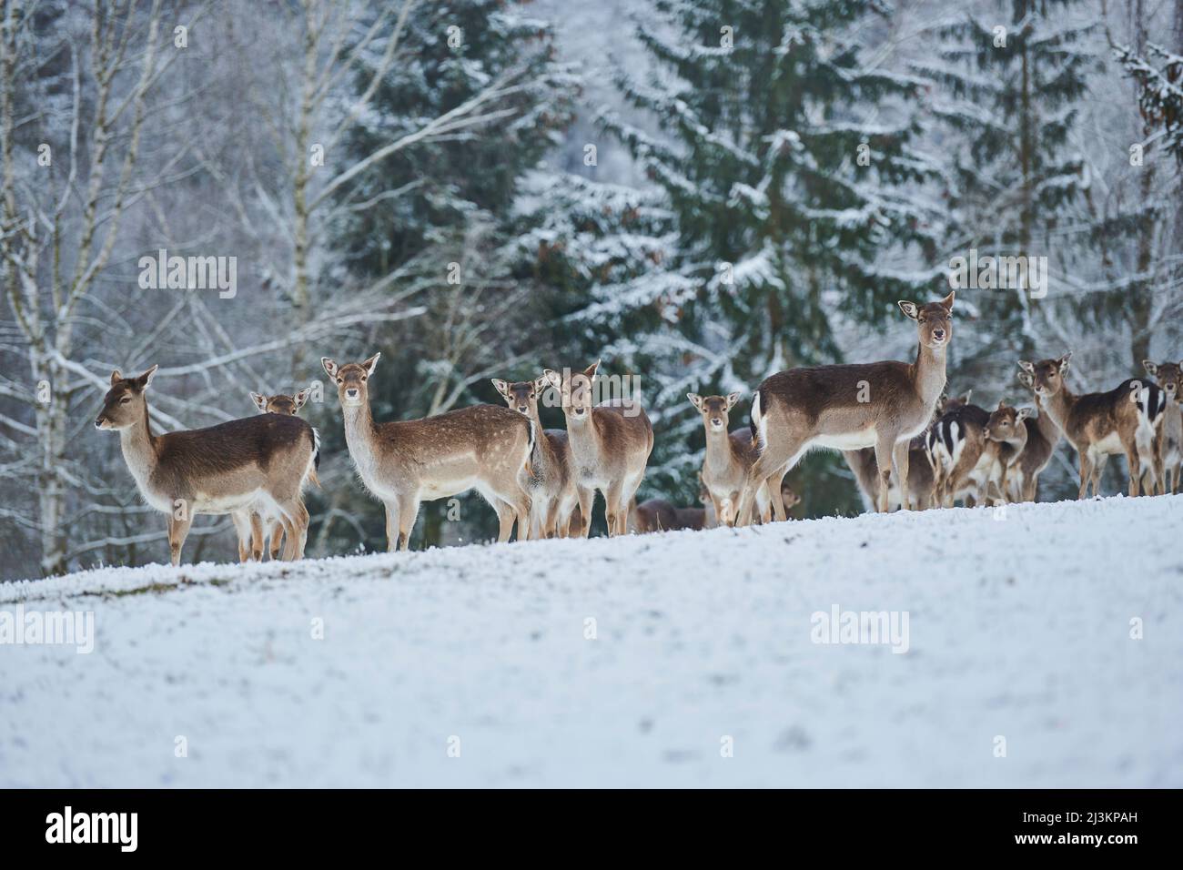 Herd of Fallow deer (Dama dama) on a snowy meadow, captive; Bavaria, Germany Stock Photo