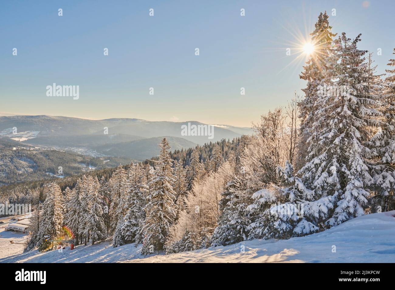 Frozen Norway spruce or European spruce (Picea abies) trees on a bright winter day on Mount Arber in the Bavarian Forest; Bavaria, Germany Stock Photo