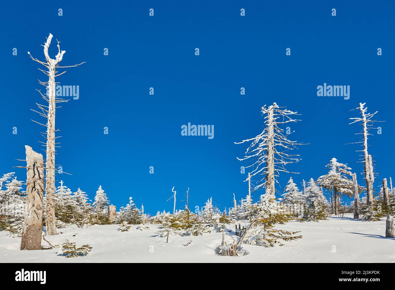 Tree trunks and Norway spruce or European spruce (Picea abies) trees on a bright winter day on Mount Lusen in the Bavarian Forest; Bavaria, Germany Stock Photo
