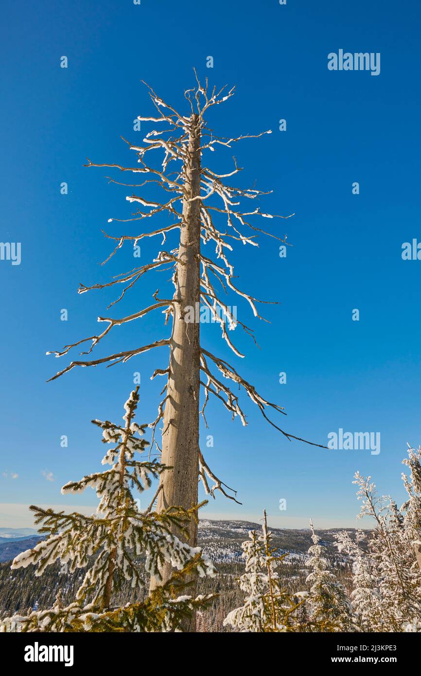 Tree trunks and frozen Norway spruce or European spruce (Picea abies) trees on a bright winter day on Mount Lusen in the Bavarian Forest Stock Photo