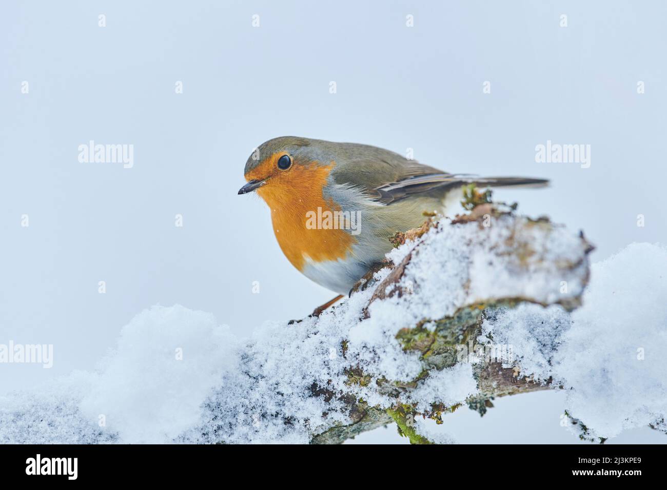 European robin (Erithacus rubecula) perched on a snowy branch; Bavaria, Germany Stock Photo