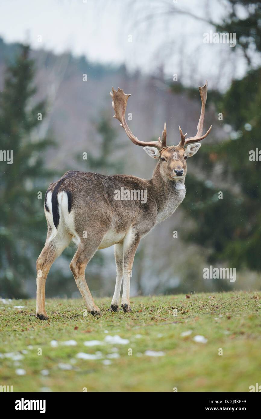 Portrait of a Fallow deer (Dama dama) buck; Bavaria, Germany Stock Photo