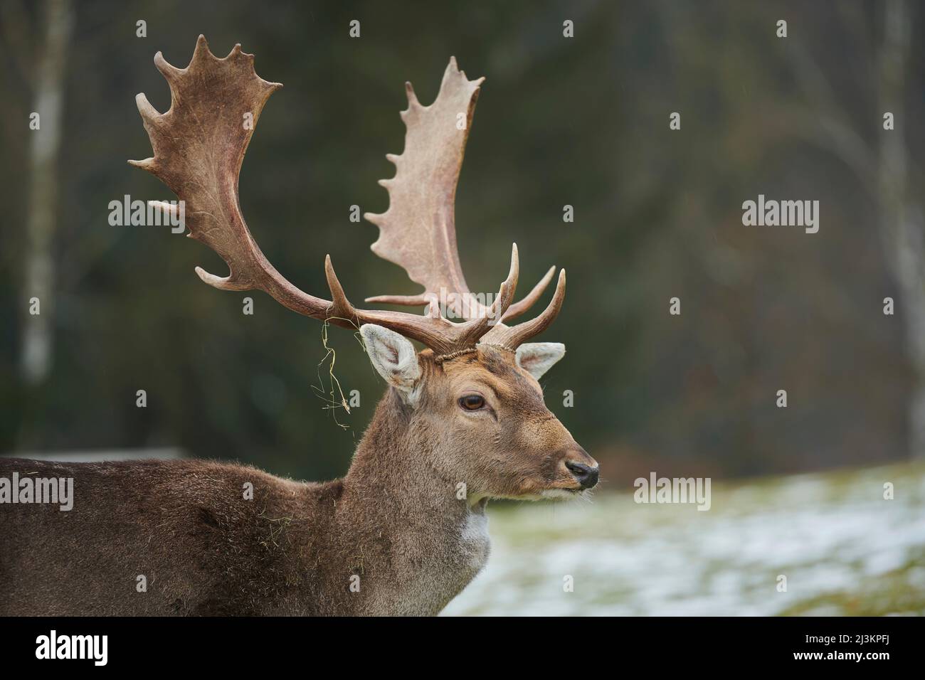Portrait of a Fallow deer (Dama dama) buck; Bavaria, Germany Stock Photo