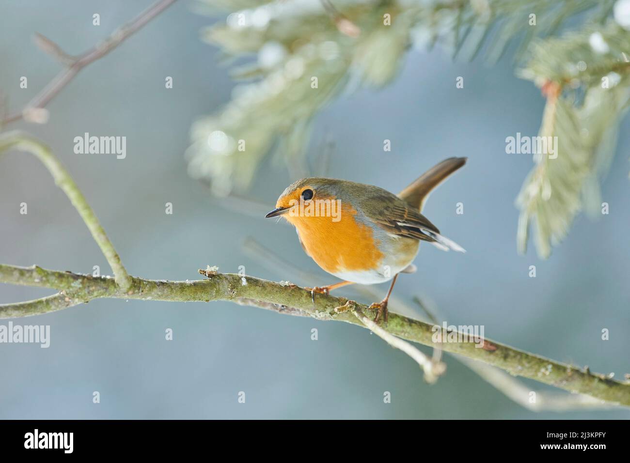 Portrait of a European robin (Erithacus rubecula) perched on a branch; Bavaria, Germany Stock Photo
