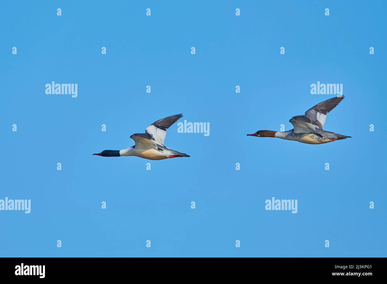 Two Common mergansers or goosanders (Mergus merganser) in flight in a bright blue sky; Bavaria, Germany Stock Photo