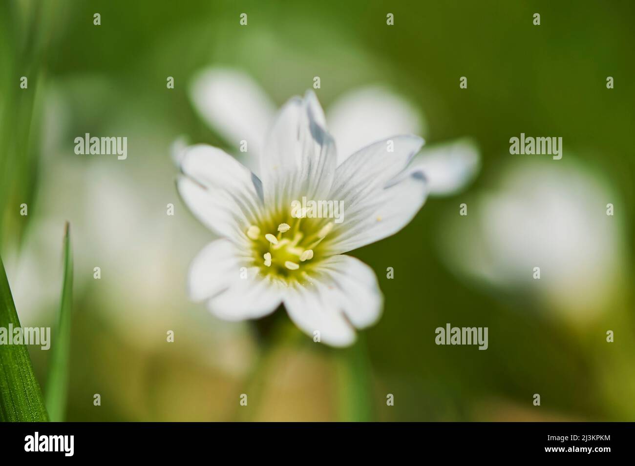 Field mouse-ear or field chickweed (Cerastium arvense) blooming; Bavaria, Germany Stock Photo