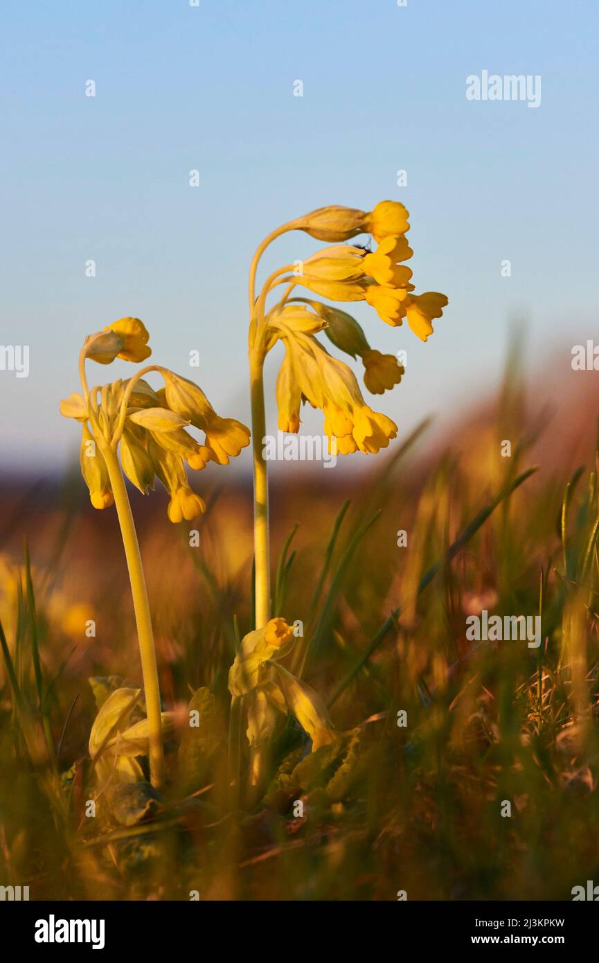 Common cowslip or cowslip primrose (Primula veris); Bavaria, Germany Stock Photo