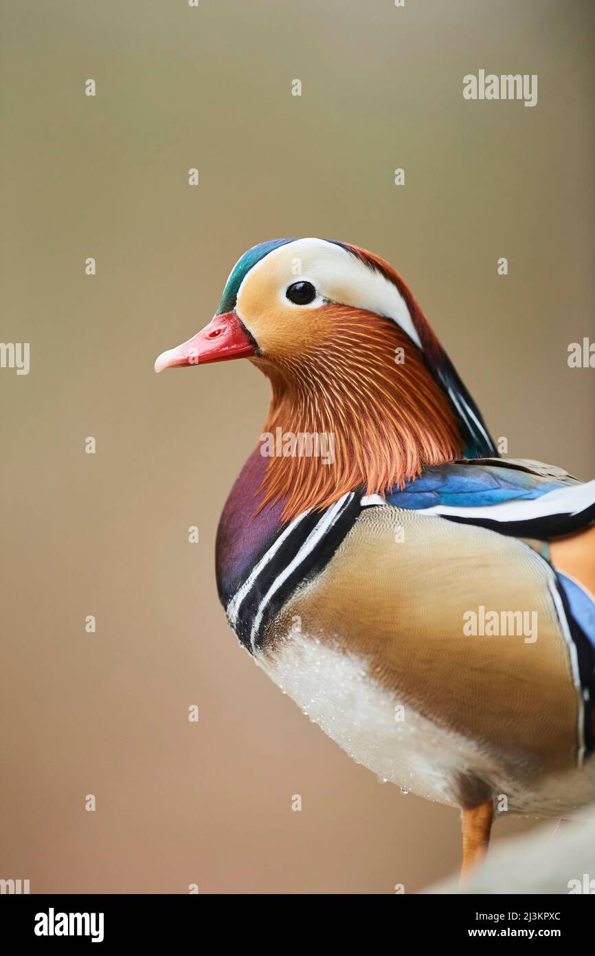 Mandarin duck (Aix galericulata) male portrait; Bavaria, Germany Stock Photo Alamy