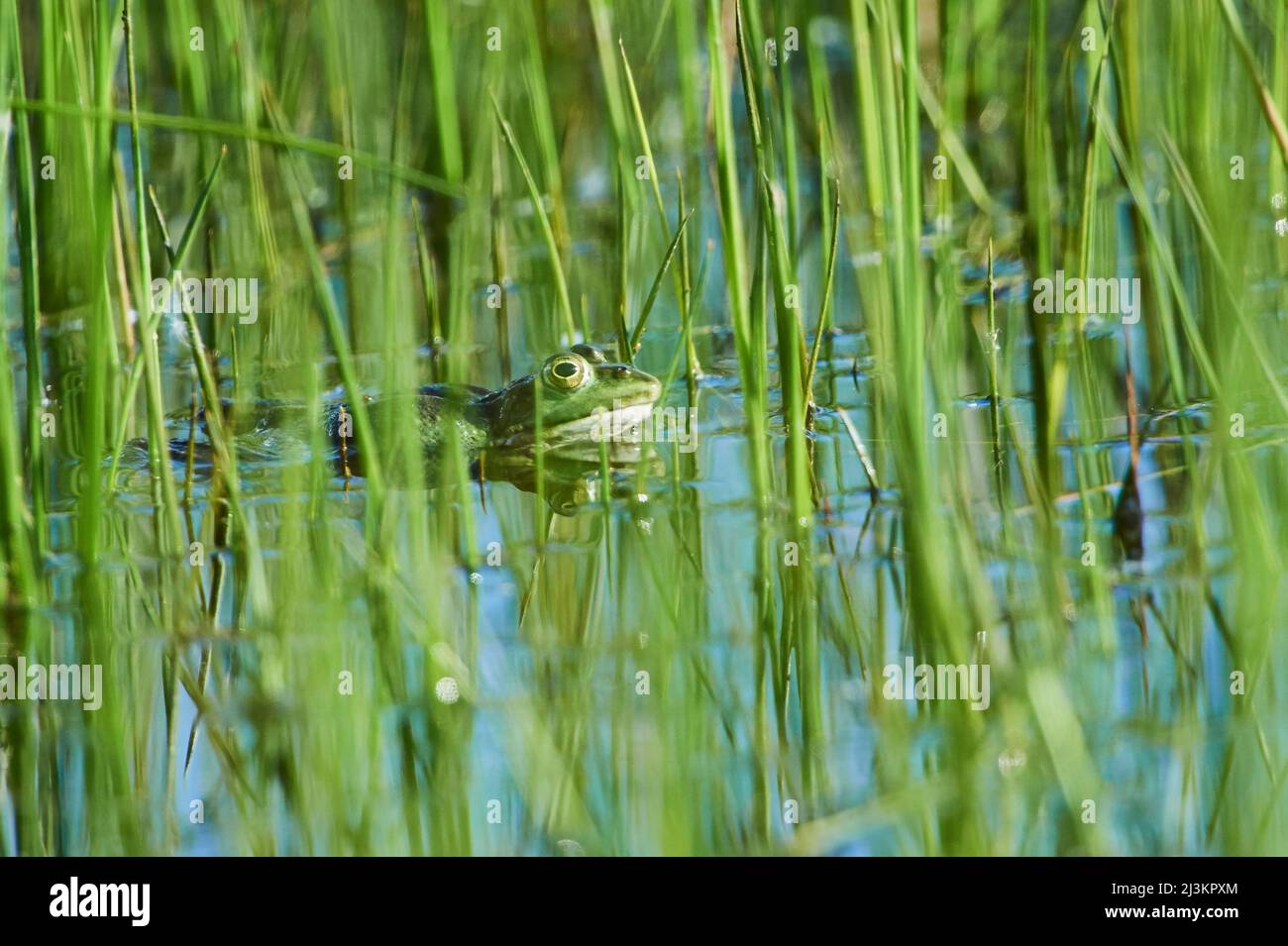 Hidden Little Pond Frog Photos and Images