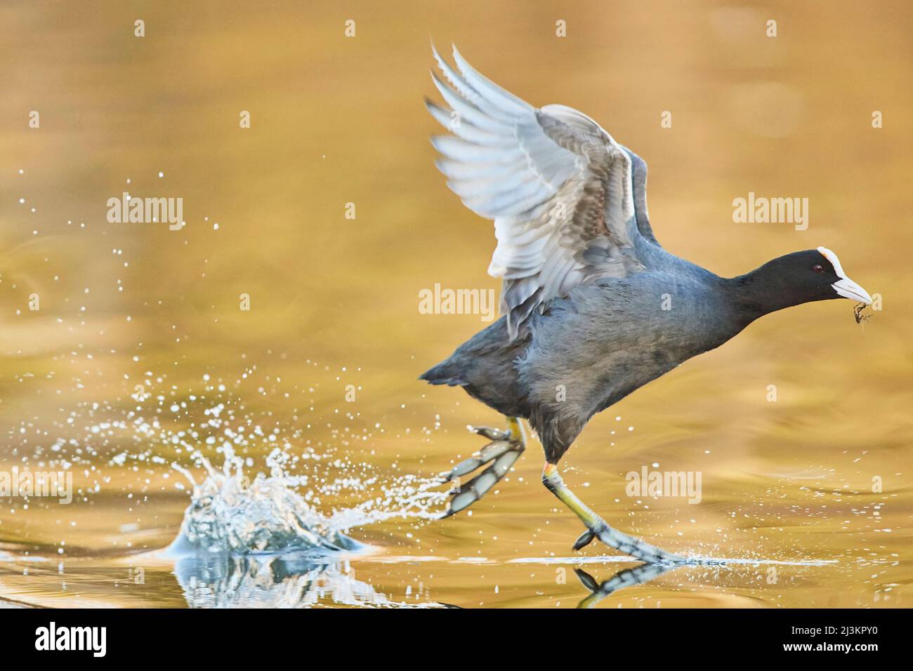 Eurasian coot (Fulica atra) running on the surface of the water; Bavaria, Germany Stock Photo