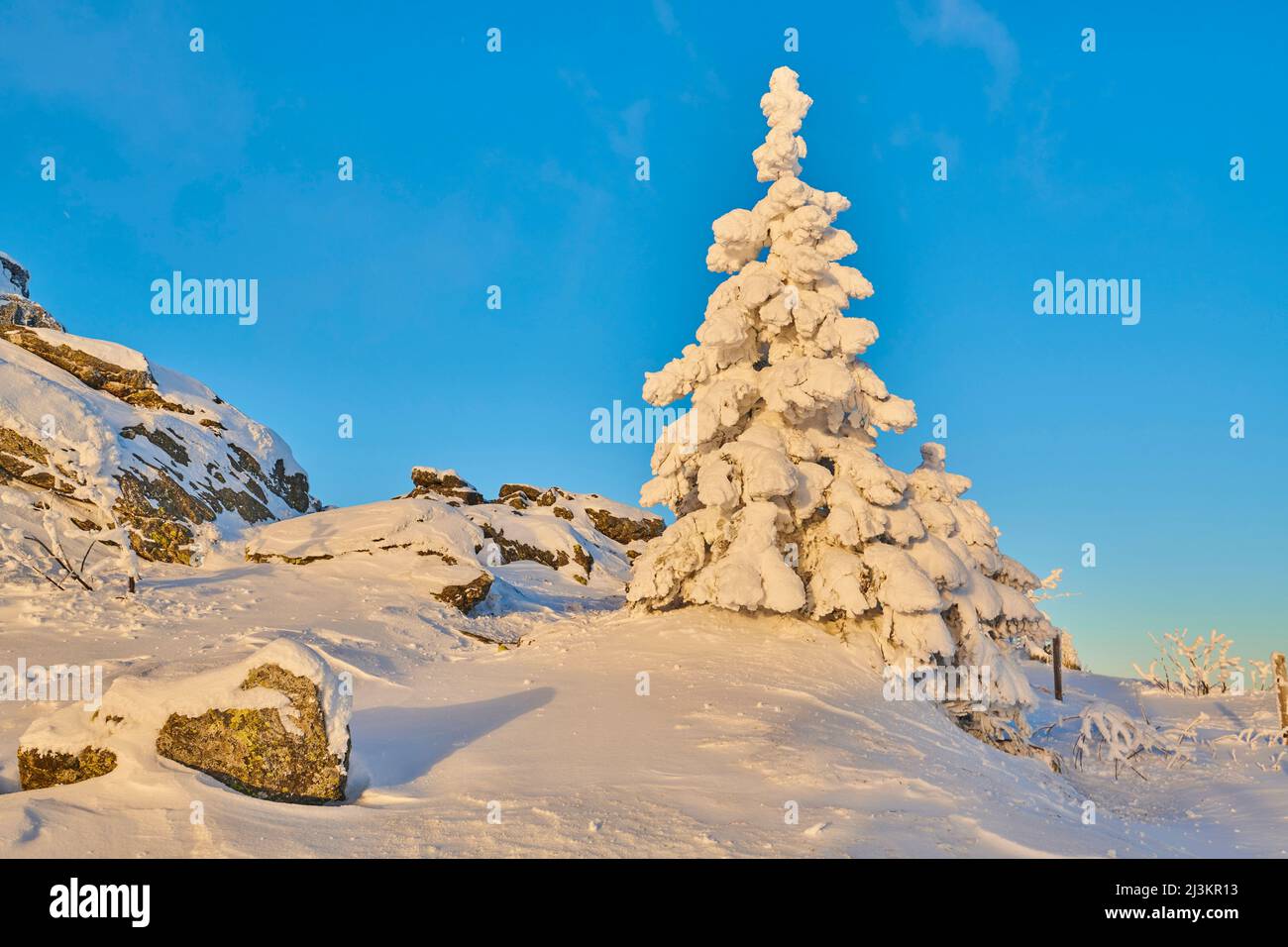 Frozen Norway spruce or European spruce (Picea abies) tree at sunrise on a bright winter day on Mount Arber in the Bavarian Forest; Bavaria, Germany Stock Photo