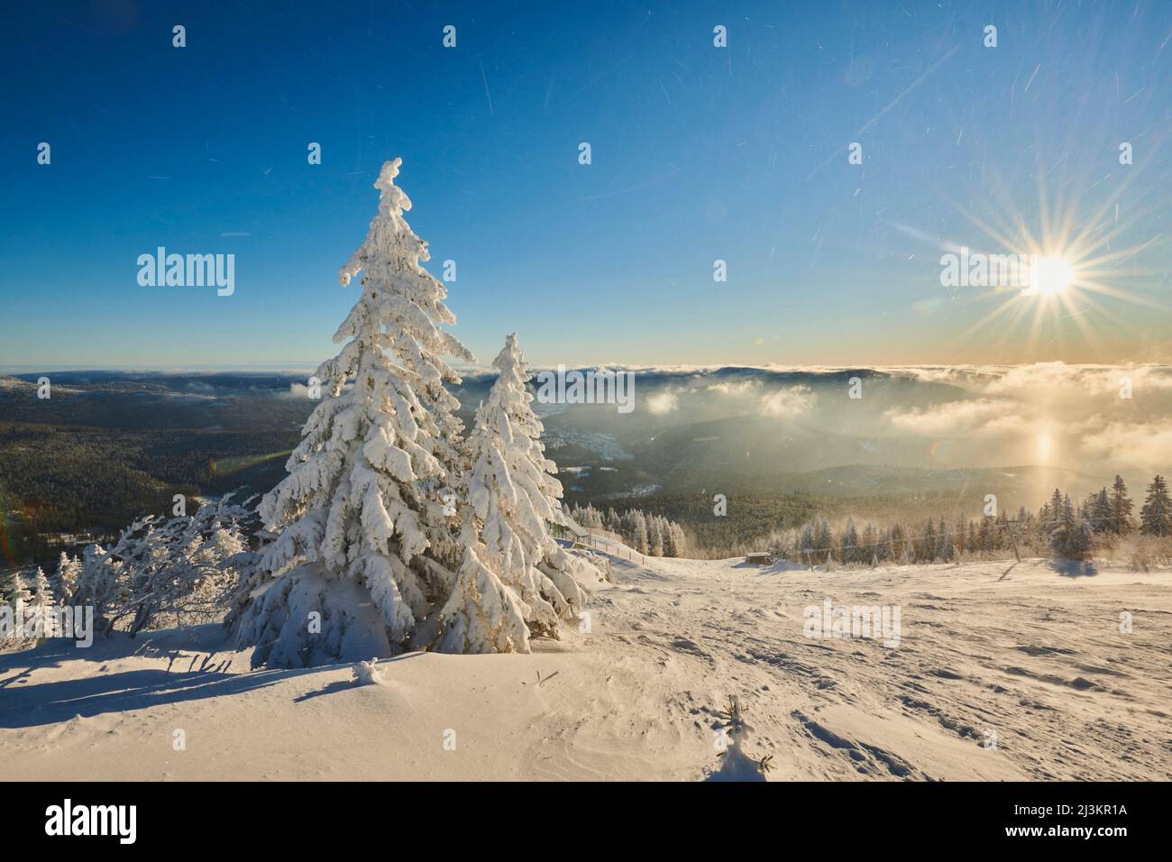 Frozen Norway spruce or European spruce (Picea abies) trees on a sunny day on Mount Arber in the Bavarian Forest; Bavaria, Germany Stock Photo