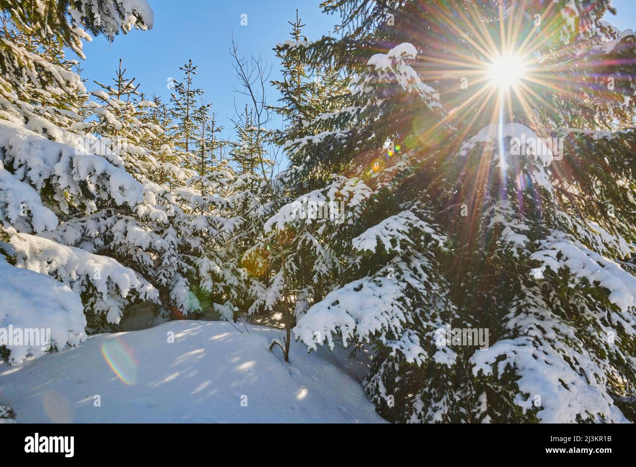Frozen Norway spruce or European spruce (Picea abies) trees on a sunny day on Mount Lusen, Bavarian Forest; Bavaria, Germany Stock Photo