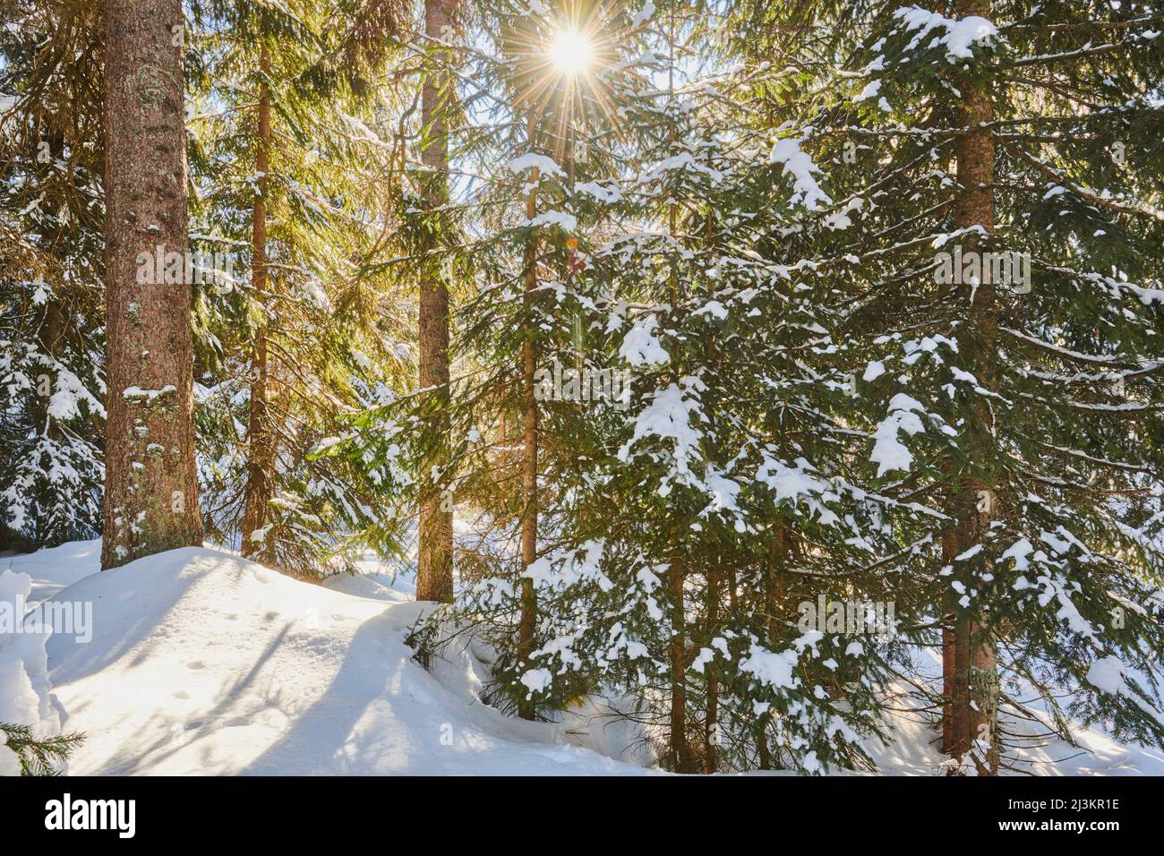 Frozen Norway spruce or European spruce (Picea abies) trees on a sunny day on Mount Lusen, Bavarian Forest; Bavaria, Germany Stock Photo