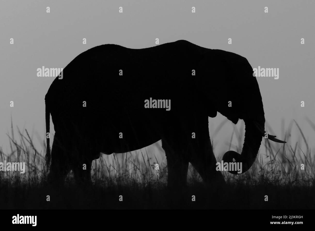 Lone African bush elephant (Loxodonta africana) stands in the tall grass silhouetted on the horizon, Maasai Mara National Reserve Stock Photo