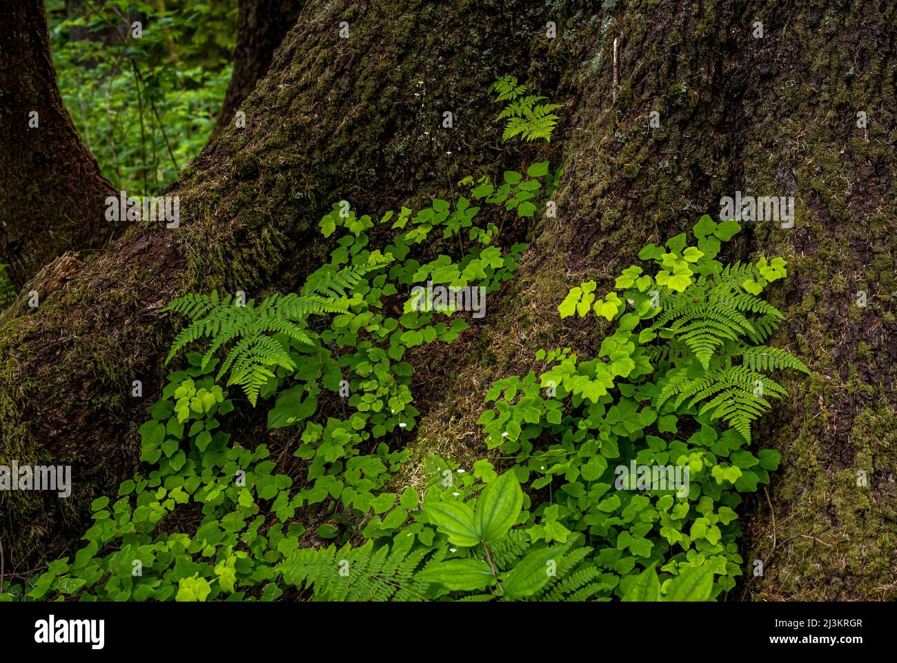 Lush plants grow on the forest floor in Washington, USA; Chinook, Washington, United States of America Stock Photo