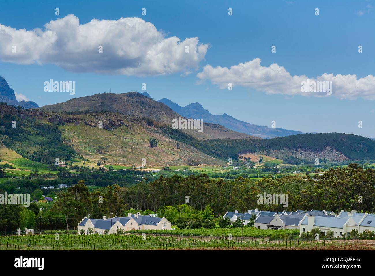 Vineyard on the Winelands of South Africa; Franschhoek, Western Cape, South Africa Stock Photo