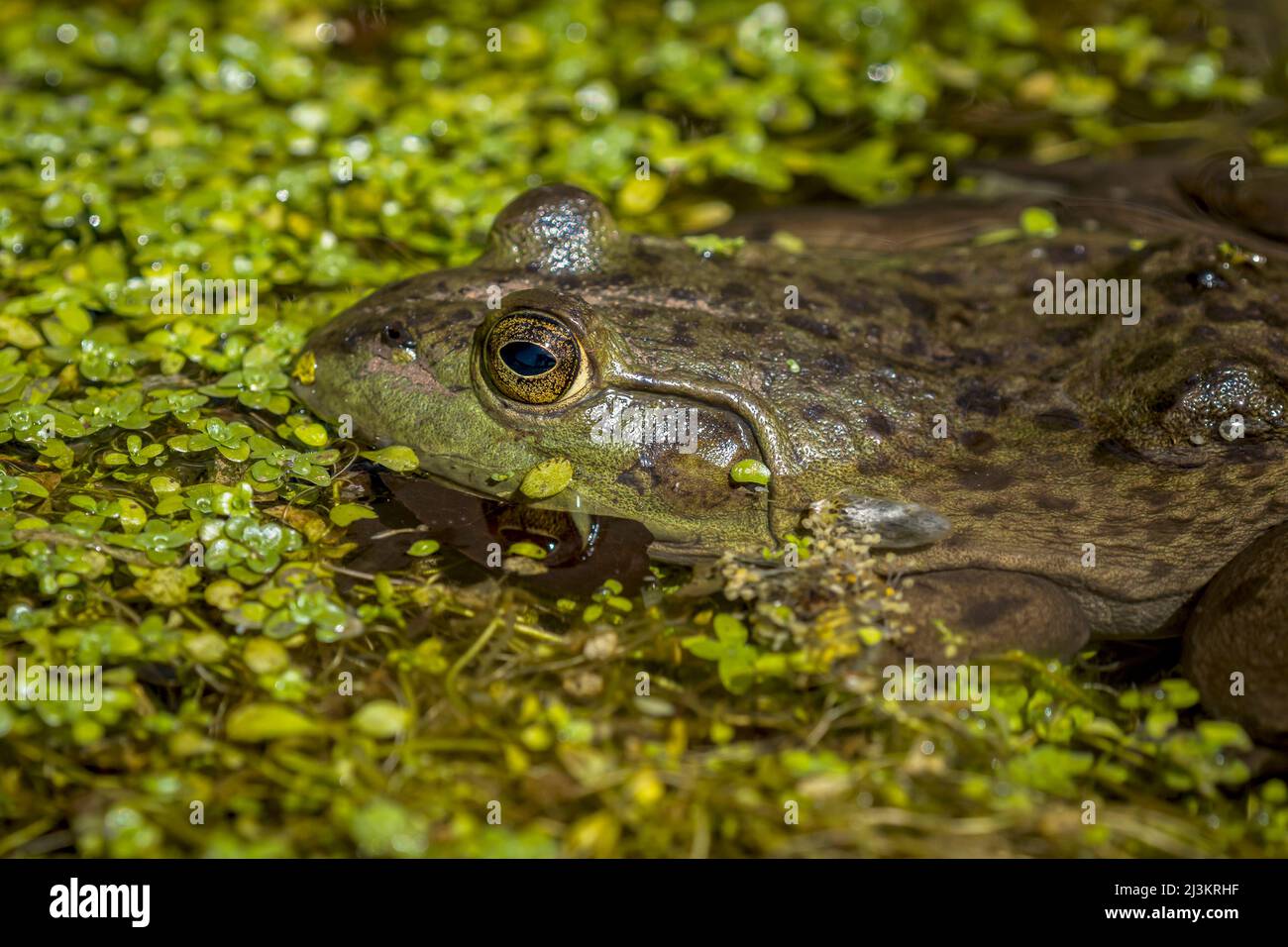 American Bullfrog (Lithobates catesbeianus) basks in the warmth of spring sunlight near Astoria, Oregon; Astoria, Oregon, United States of America Stock Photo