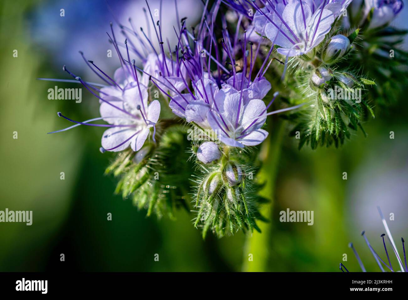 Lacy Phacelia flowers in bloom in an Oregon flower garden; Oregon, United States of America Stock Photo