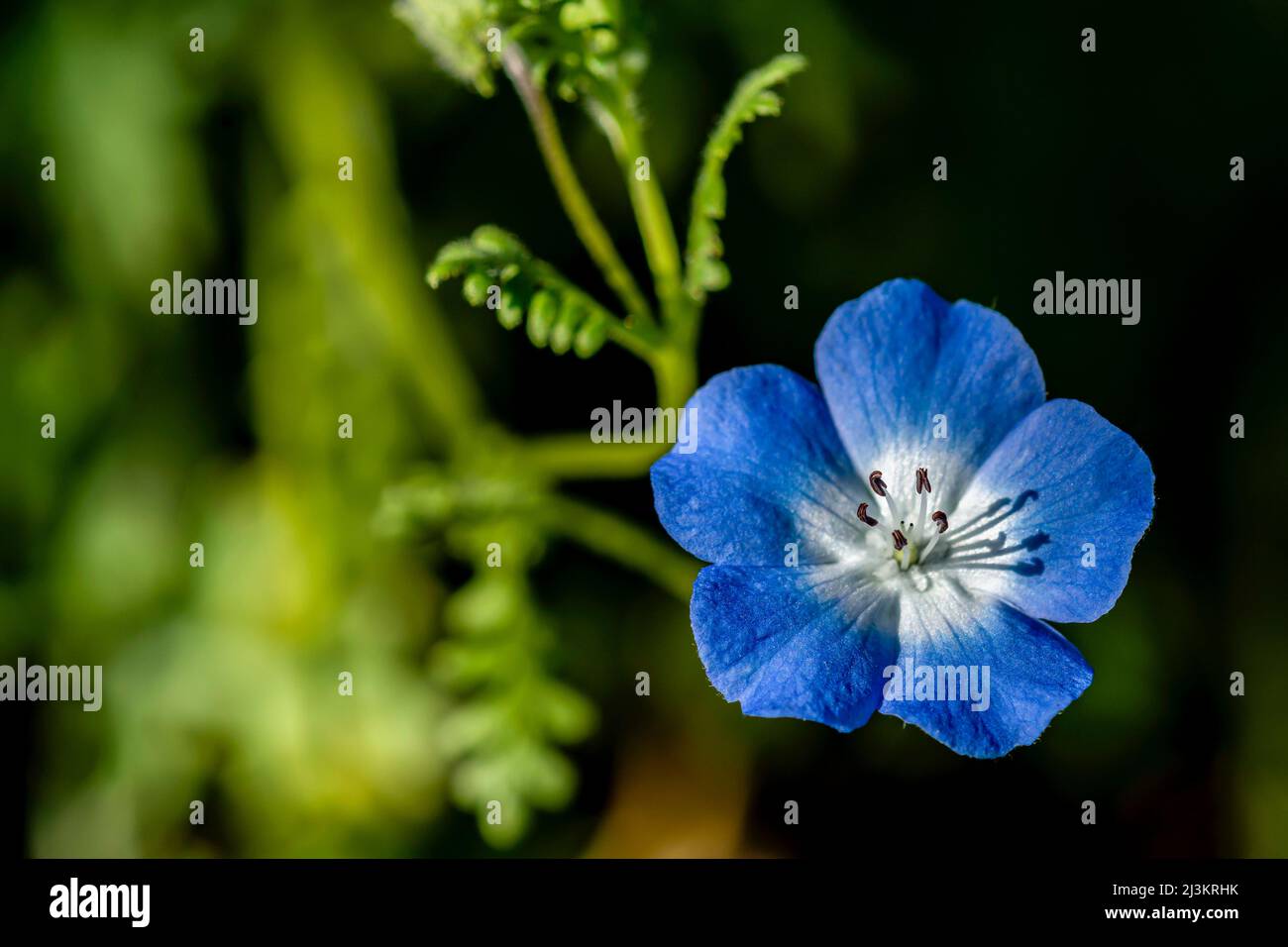 Baby Blue Eyes (Nemophila menziesii) blooms in an Oregon flower garden; Astoria, Oregon, United States of America Stock Photo